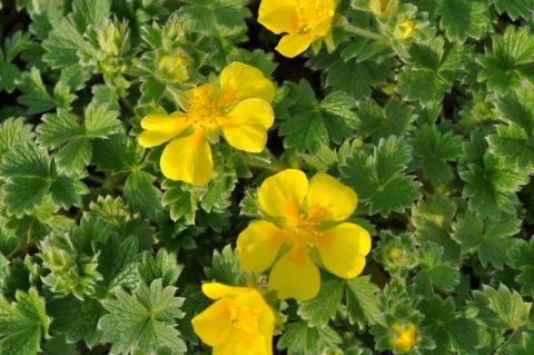 Potentilla fragiformis