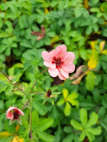 Potentilla hopwoodiana