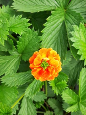 Potentilla hybride 'William Rollisson'