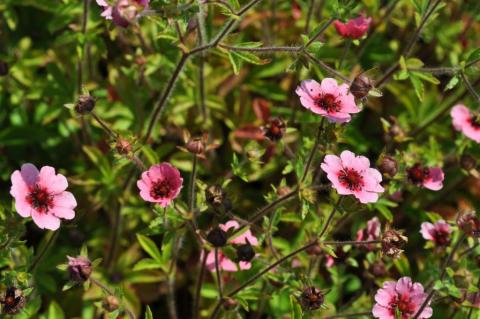 Potentilla nepalensis 'Miss Wilmott'