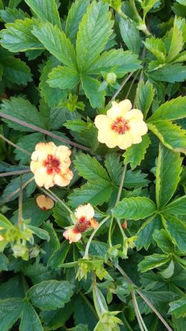 Potentilla tonguei