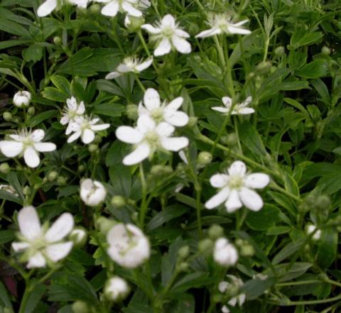 Potentilla tridentata 'Nuuk'