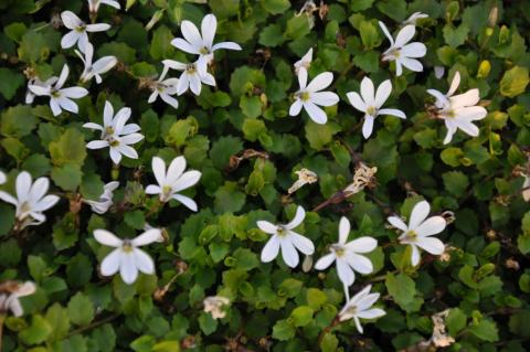 Pratia angulata 'Treadwellii'