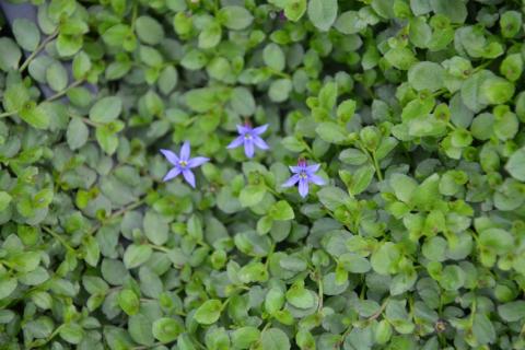 Pratia pedunculata 'County Park'