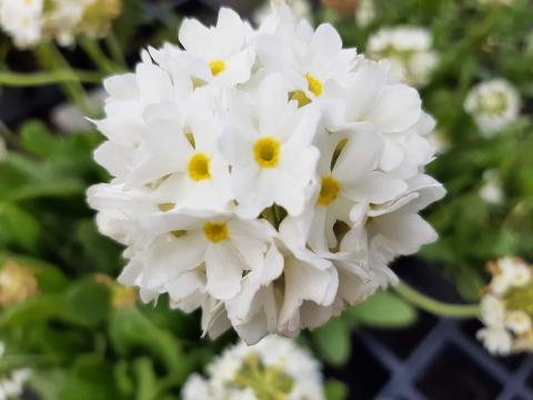 Primula denticulata 'Alba'