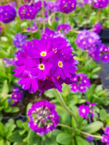 Primula denticulata 'Cashemiriana'