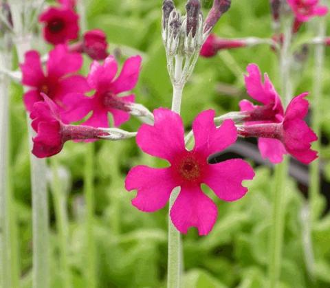 Primula beesiana