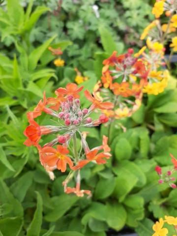 Primula bulleesiana