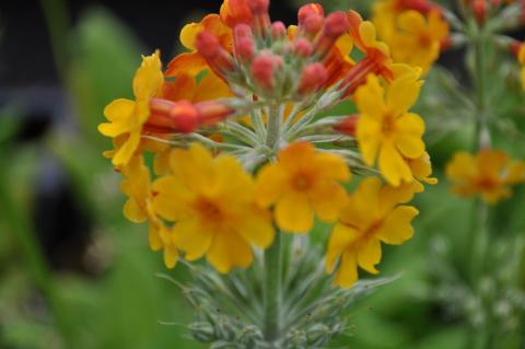 Primula bulleyana