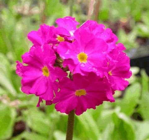 Primula denticulata 'Rubin'