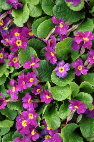 Primula hybride 'Wanda'