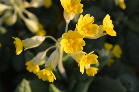 Primula veris