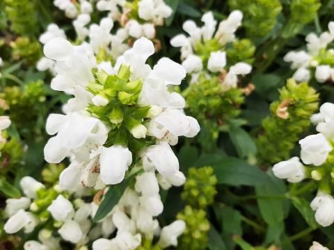 Prunella grandiflora 'Alba'