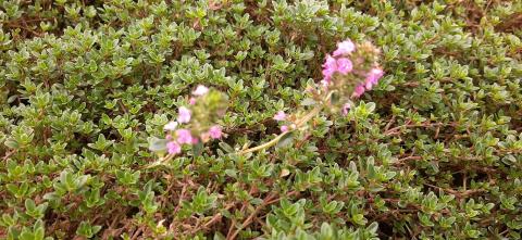 Prunella grandiflora 'Inshriach Ruby'