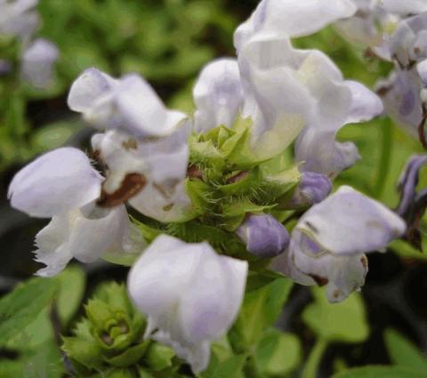 Prunella grandiflora 'Loveliness'