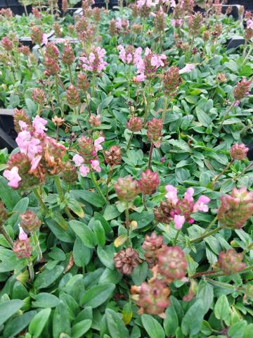 Prunella grandiflora 'Loveliness Pink'