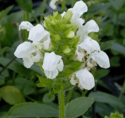 Prunella grandiflora 'Loveliness White'