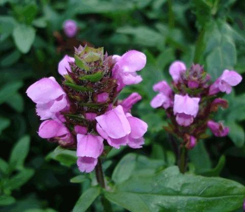 Prunella webbiana 'Gruss aus Insernhagen'