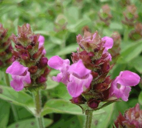 Prunella webbiana 'Rosea'