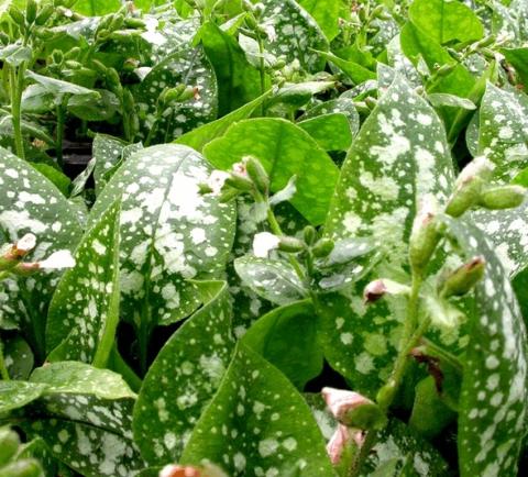 Pulmonaria officinalis 'Sissinghurst White'