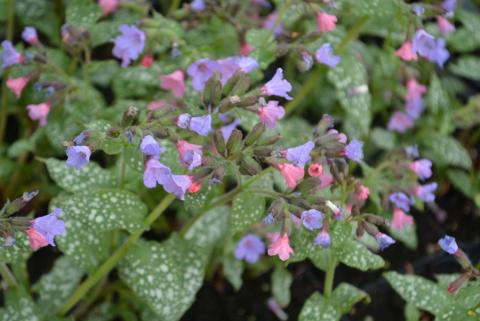 Pulmonaria saccharata 'Mrs.Moon'