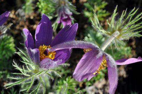 Pulsatilla vulgaris