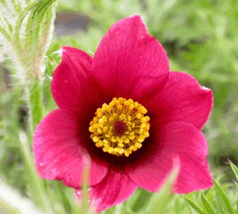 Pulsatilla vulgaris 'Röde Klokke'