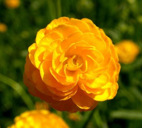 Ranunculus acris 'Multiplex'