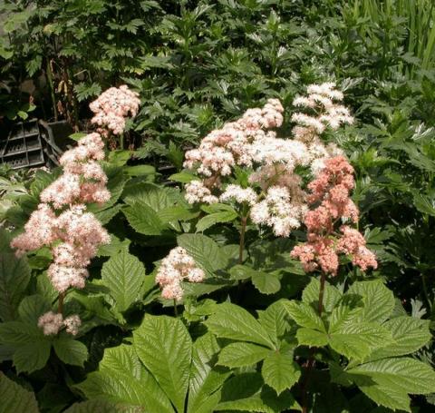 Rodgersia aesculifolia