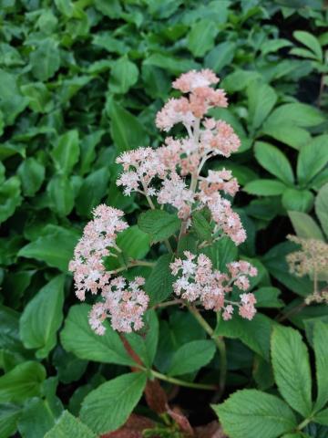 Rodgersia hybride 'Die Schone'