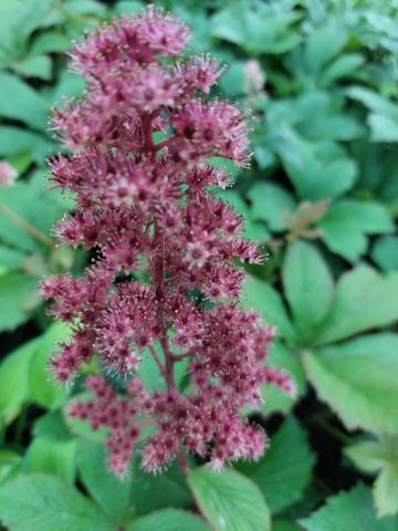 Rodgersia hybride 'Die Stolze'