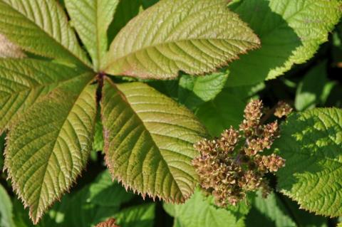 Rodgersia pinnata