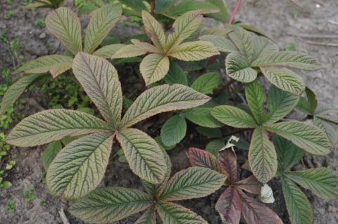 Rodgersia pinnata 'Chocolate Wings' ®