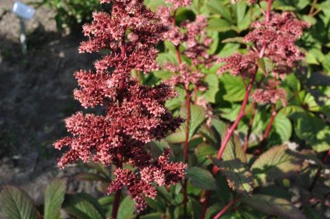 Rodgersia pinnata 'Superba'