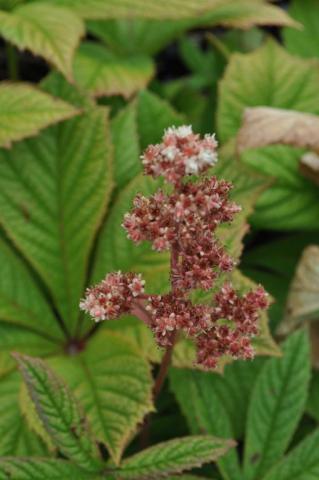 Rodgersia podophylla