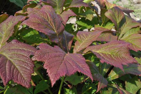 Rodgersia podophylla 'Rotlaub'