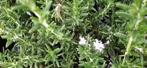 Rosmarinus officinalis 'Capri'