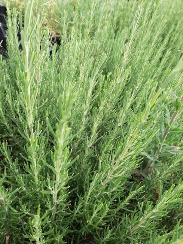 Rosmarinus officinalis 'Miss Jessop's Upright'