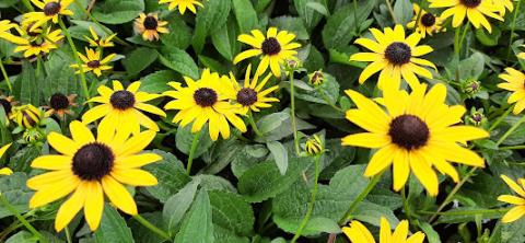 Rudbeckia fulgida 'City Garden'