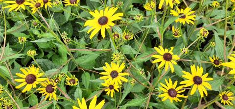 Rudbeckia fulgida 'Early Bird Gold' ®