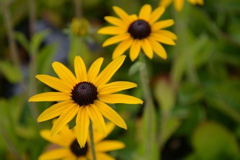 Rudbeckia fulgida var. deamii