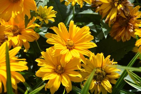 Rudbeckia maxima