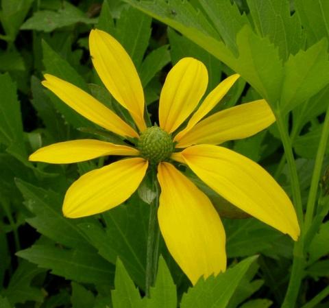 Rudbeckia nitida 'Herbstsonne'