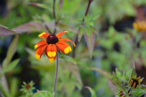 Rudbeckia triloba 'Prairie Glow'