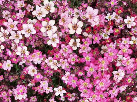 Saxifraga arendsii 'Purpurteppich'