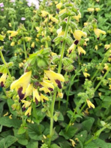 Salvia bulleyana