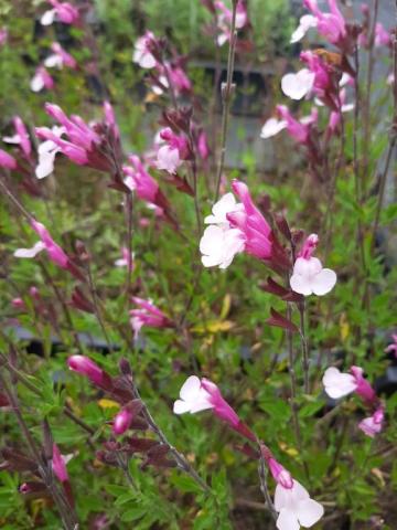 Salvia greggii 'Joy'