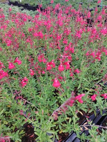 Salvia greggii 'Lipstick'