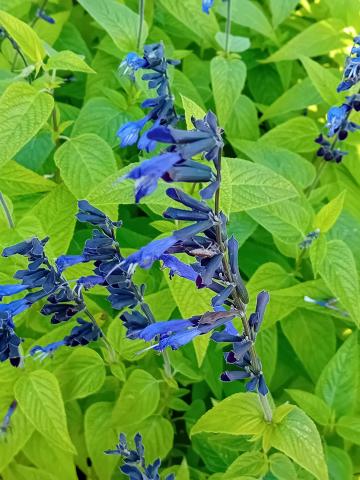 Salvia guaranitica 'Black and Blue'