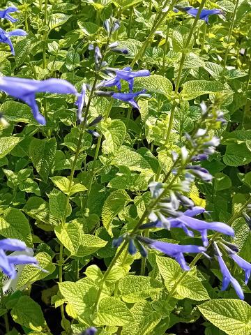 Salvia guaranitica 'Blue Enigma'